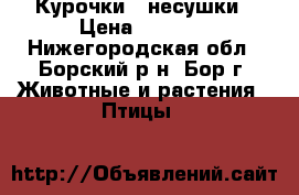 Курочки - несушки › Цена ­ 2 900 - Нижегородская обл., Борский р-н, Бор г. Животные и растения » Птицы   